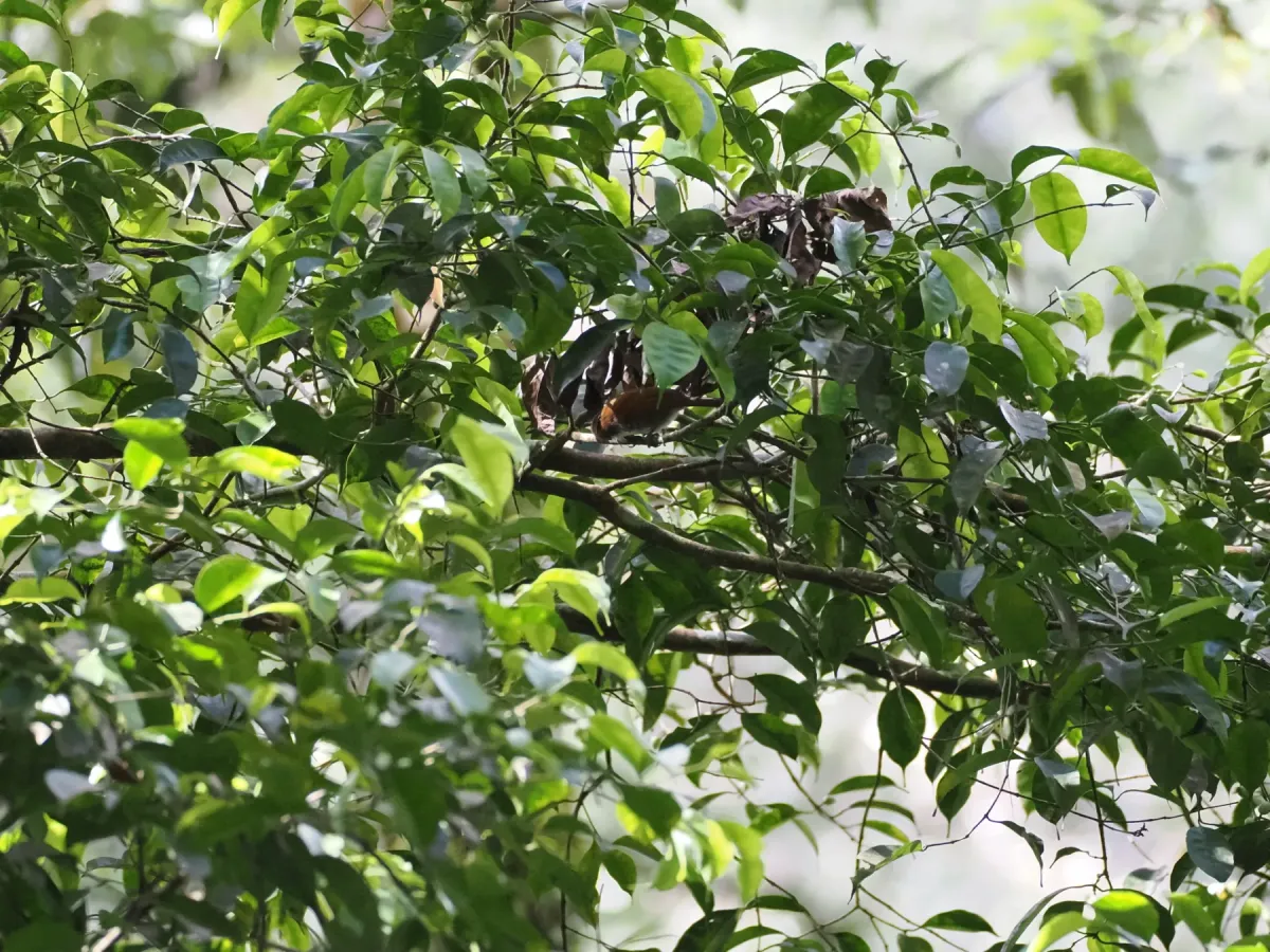 File:Stachyris grammiceps - Justin Philbois - 465844590.jpeg