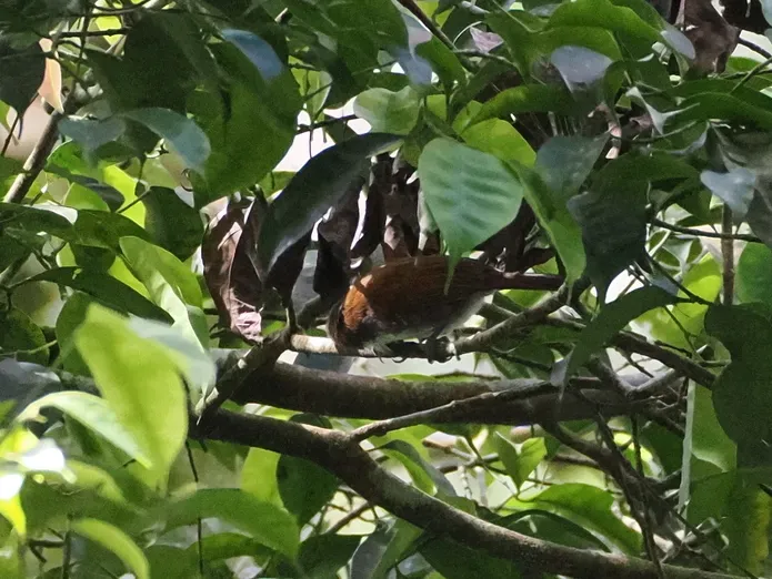 File:Stachyris grammiceps - Justin Philbois - 465844590 (cropped).jpeg