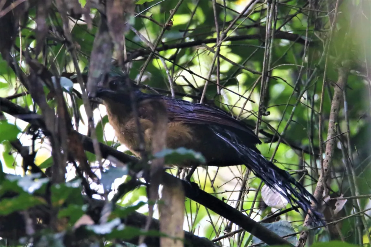 File:Centropus anselli - bureaubenjamin - 116158514.jpeg