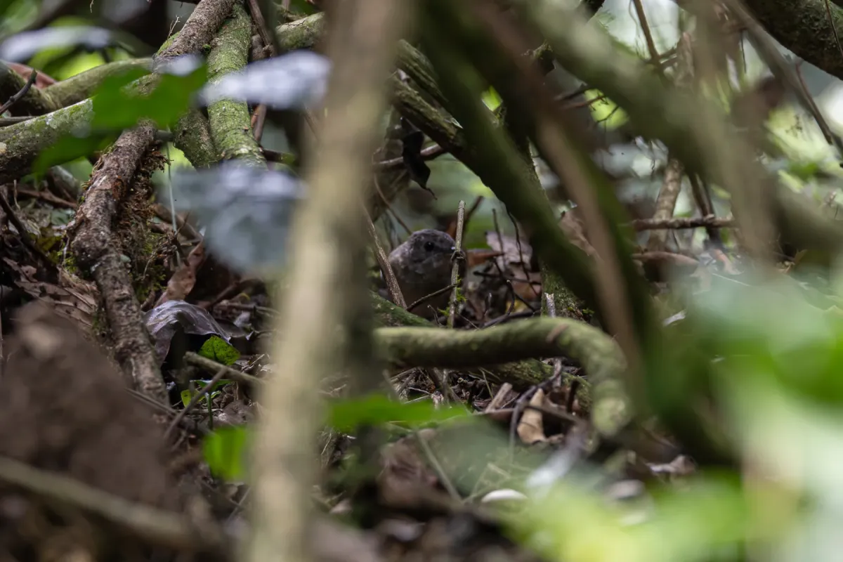 File:Illadopsis pyrrhoptera - Rafael Würtemberger - 393648698.jpeg