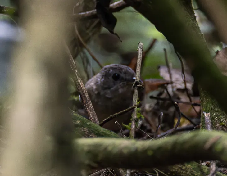 File:Illadopsis pyrrhoptera - Rafael Würtemberger - 393648698 (cropped).jpeg