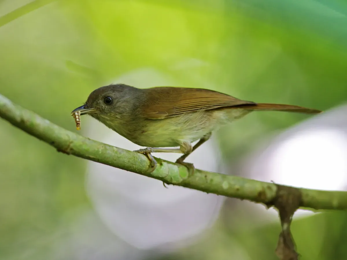 File:Alcippe brunneicauda - Ian Dugdale - 546786571.jpeg