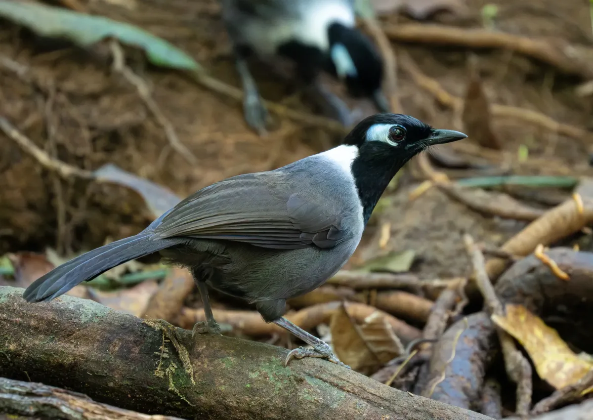 File:Garrulax milleti - Forest Botial-Jarvis - 385766301.jpeg