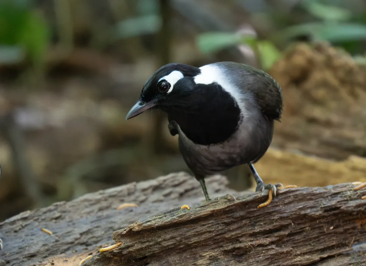 File:Garrulax milleti - Forest Botial-Jarvis - 385766329.jpeg