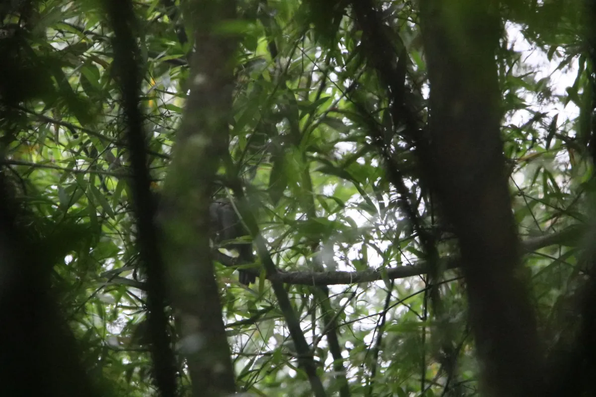 File:Garrulax maesi - Christoph Moning - 105894362.jpeg