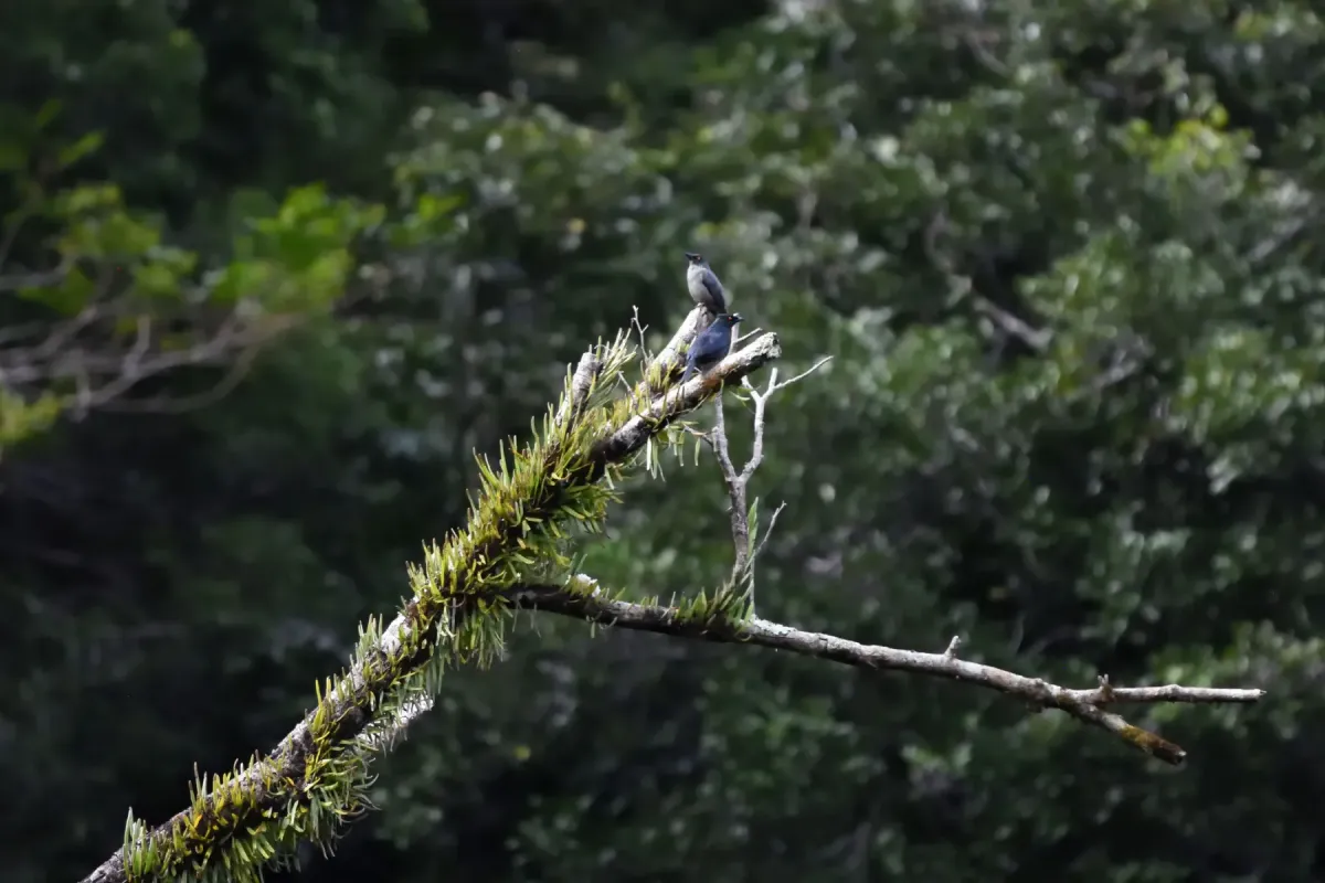 File:Aplonis striata striata - Yi-Kai Tea - 209526652.jpeg