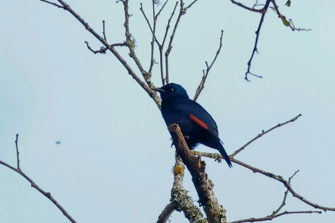 File:Onychognathus walleri - Tom Field - 477672555.jpeg