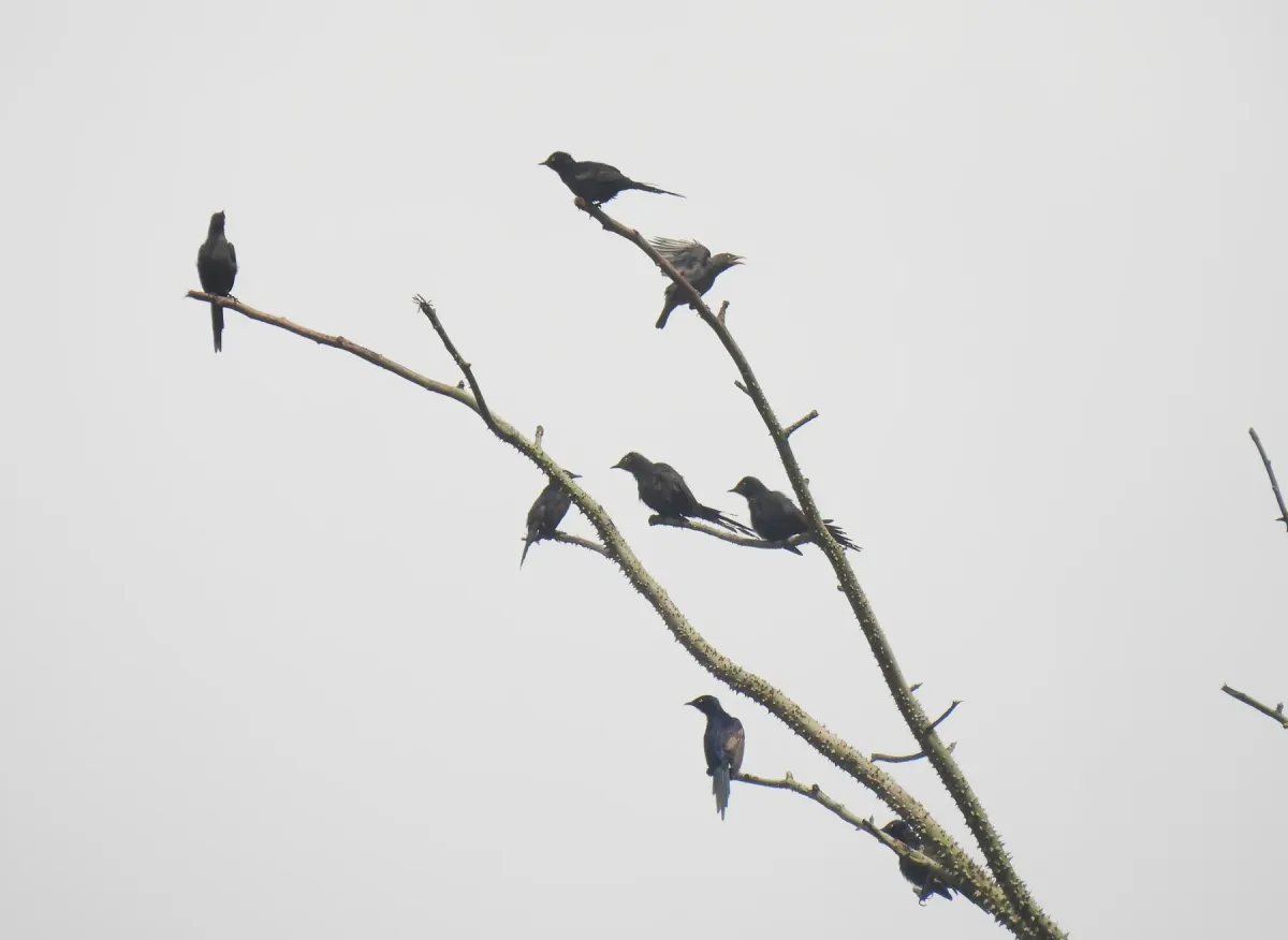 File:Poeoptera lugubris - Antoine Thivolle - 620277906.jpeg