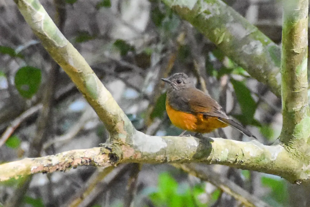 File:Stizorhina finschi - Jay Pruett - 181192128.jpeg