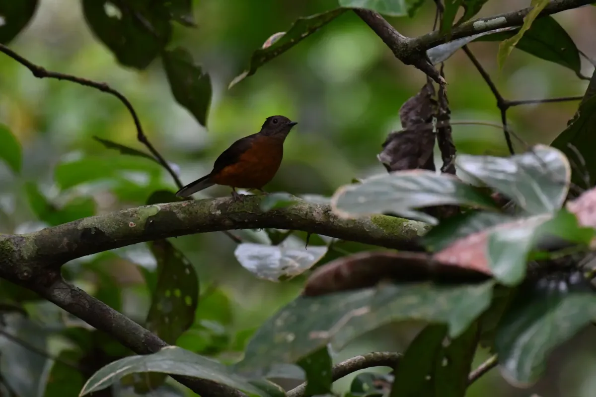 File:Neocossyphus poensis - Justin Philbois - 219636388.jpeg