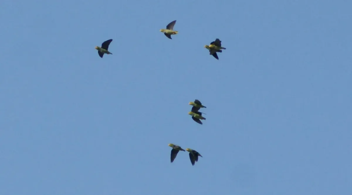 File:Touit batavicus - Mark Hulme - 73899709.jpeg