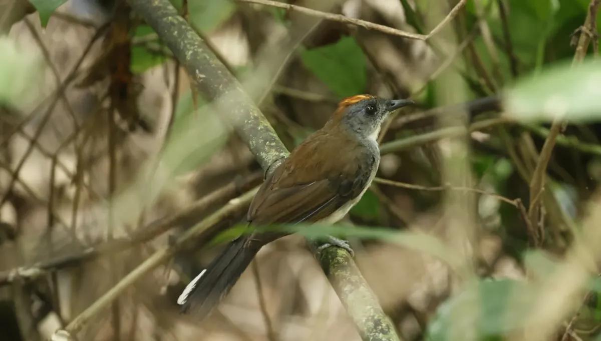 File:Alethe diademata - Don Wellmann - 452550799.jpeg