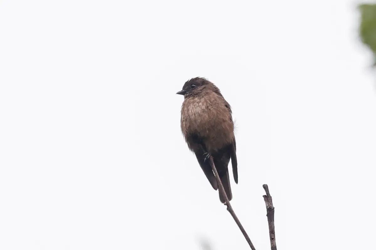 File:Artomyias fuliginosa - Tom Field - 479757404.jpeg