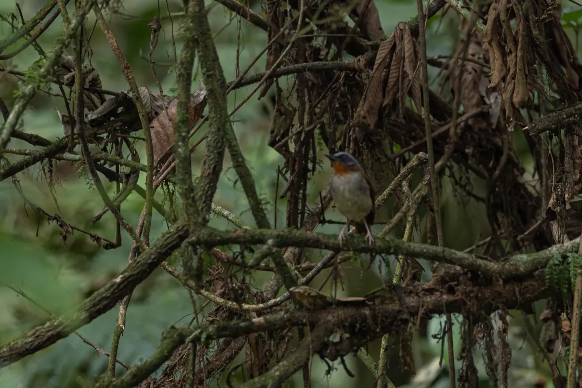 File:Chamaetylas poliophrys - Rafael Würtemberger - 393648671.jpeg