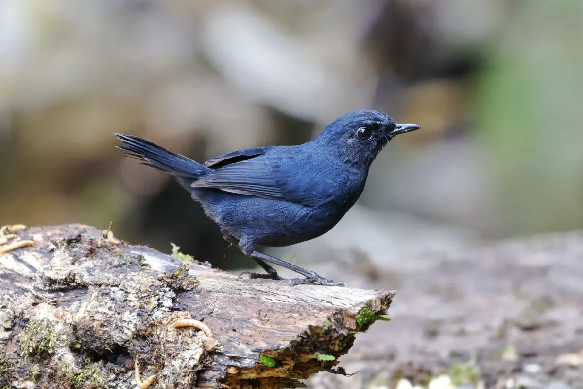 File:Brachypteryx erythrogyna - Лариса Артемьева - 596335973.jpeg