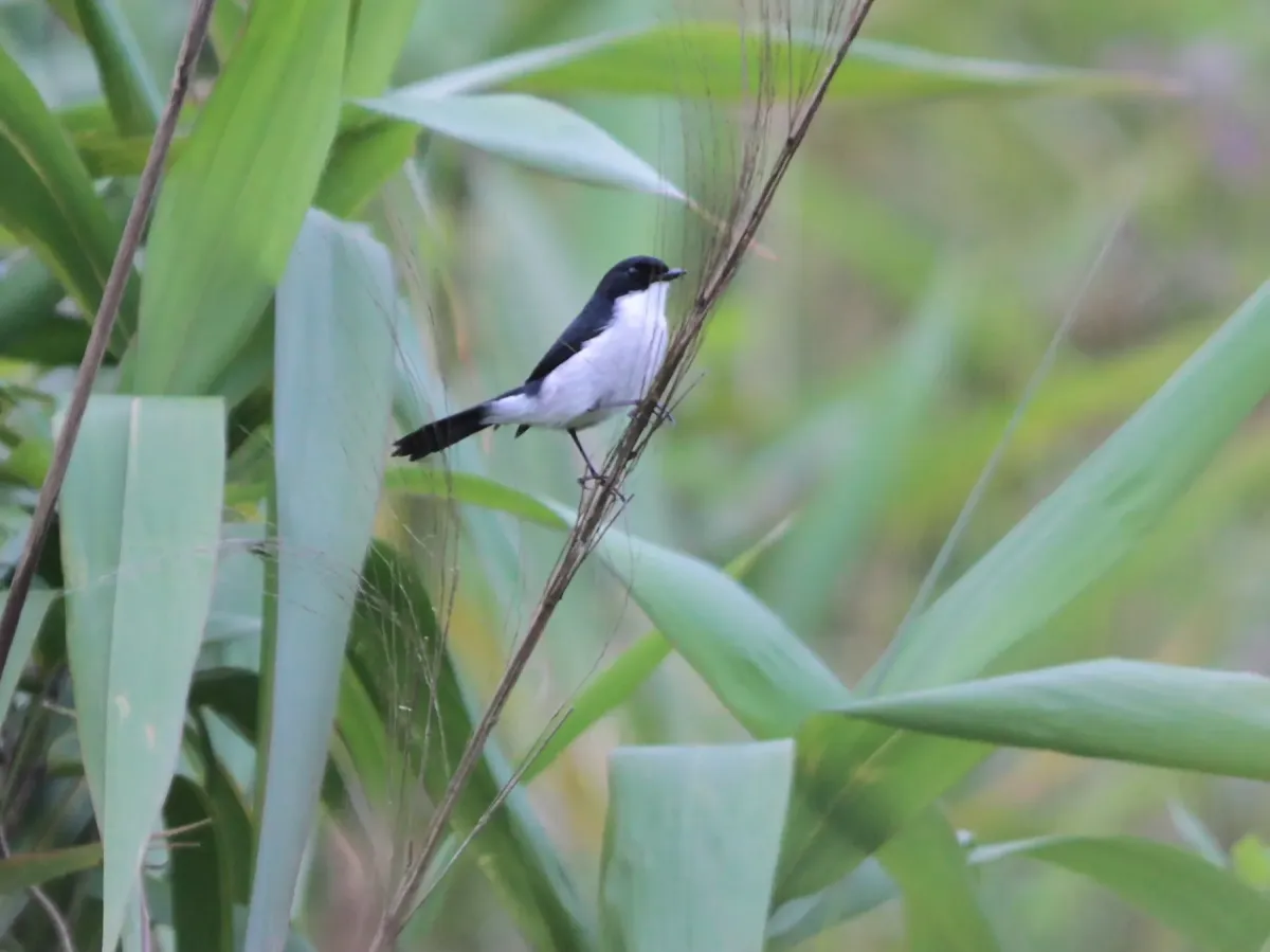 File:Saxicola jerdoni - Ian Dugdale - 546883829.jpeg
