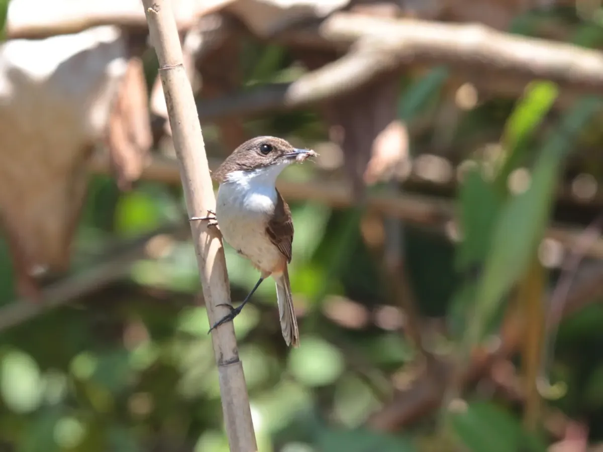 File:Saxicola jerdoni - Ian Dugdale - 546883826.jpeg