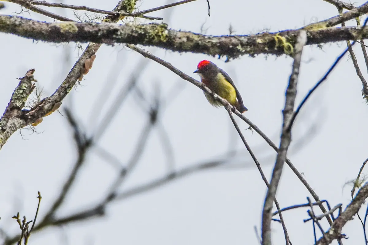File:Dicaeum geelvinkianum - Jay Pruett - 336706321.jpeg