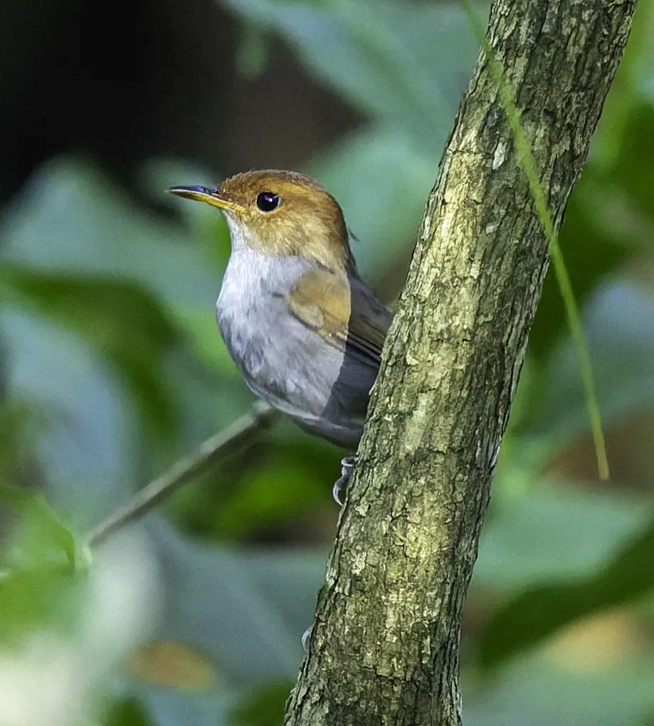 File:Tesia everetti - rjtizard - 605200738 (cropped).jpeg