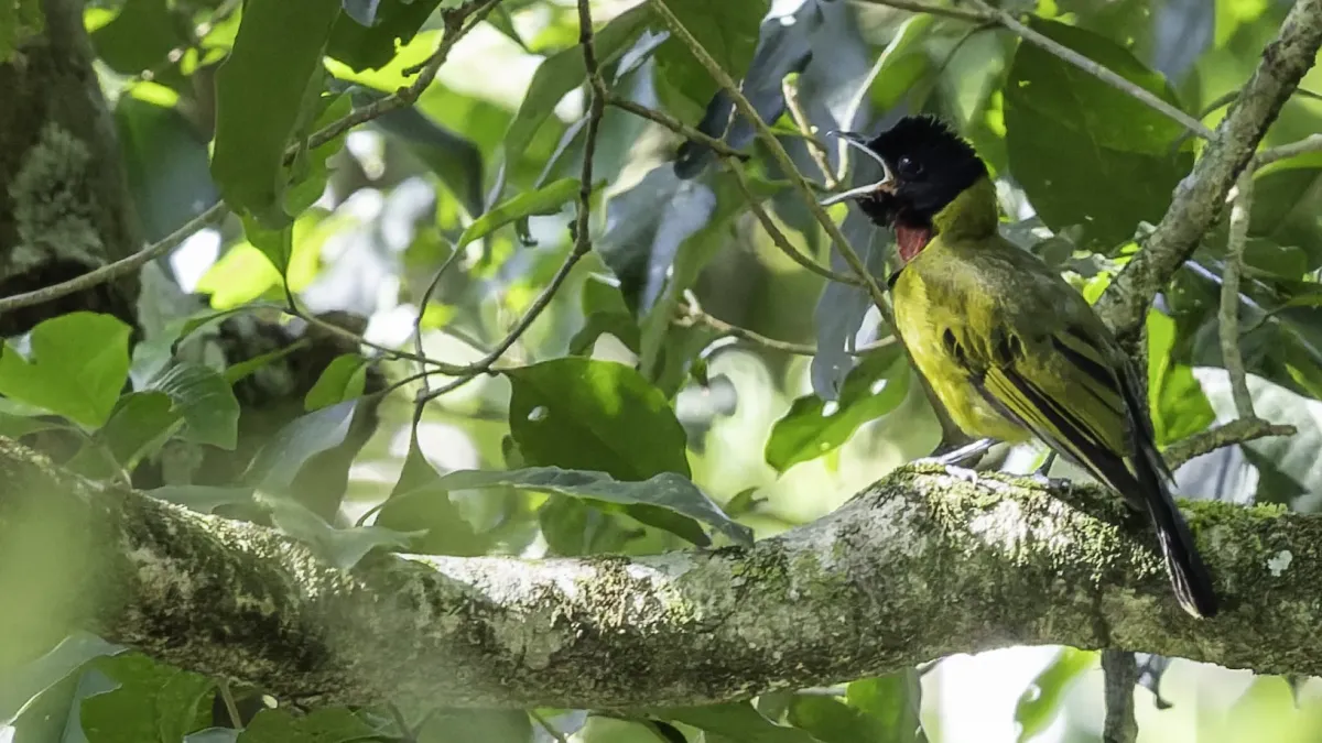 File:Pachycephala nudigula - rjtizard - 605199906.jpeg