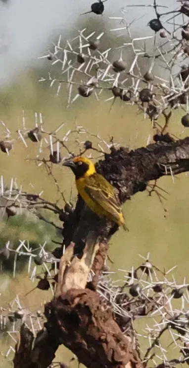 File:Ploceus spekeoides - alanbedfordshaw - 625009872.jpeg