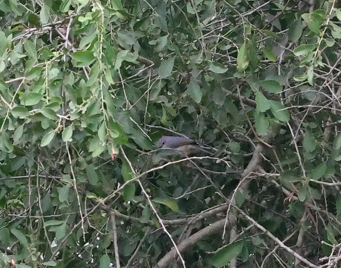 File:Drymocichla incana - alanbedfordshaw - 626688530.jpeg