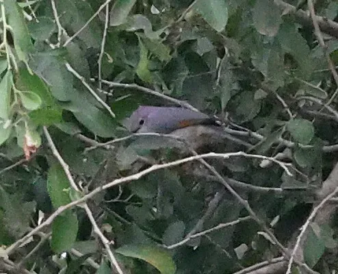 File:Drymocichla incana - alanbedfordshaw - 626688530 (cropped).jpeg