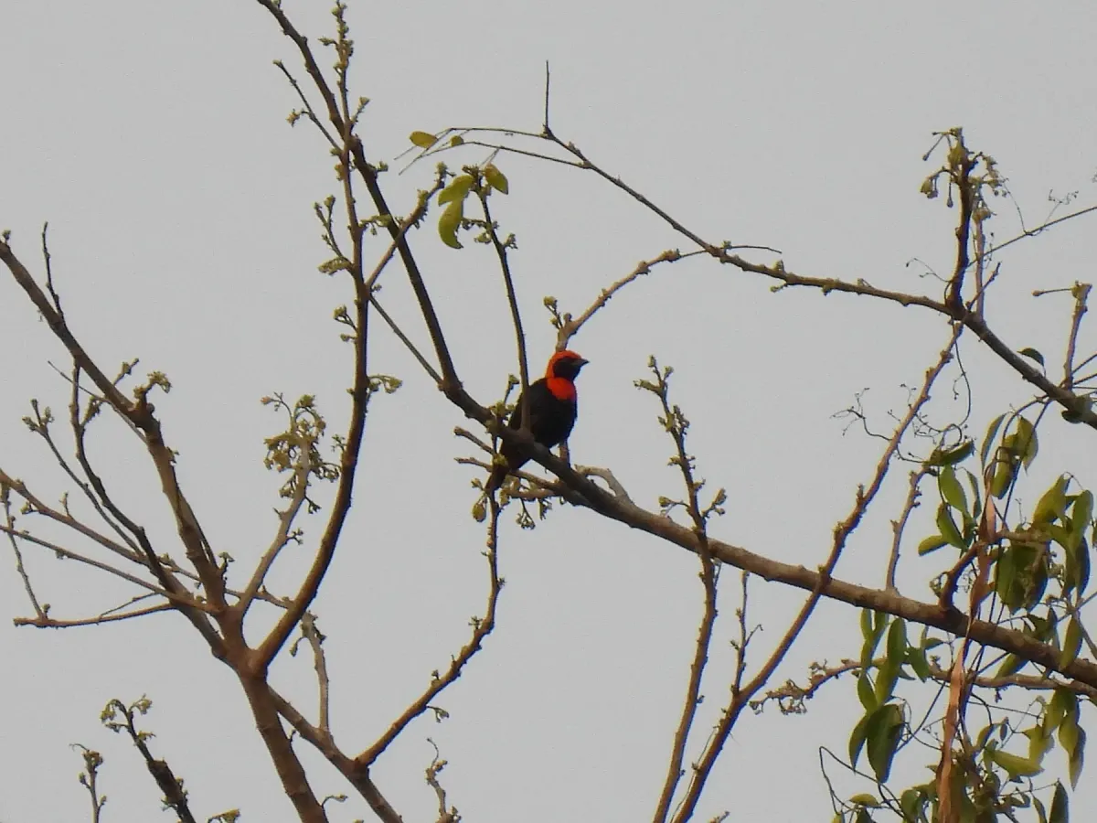 File:Malimbus scutatus - Antoine Thivolle - 620247369.jpeg