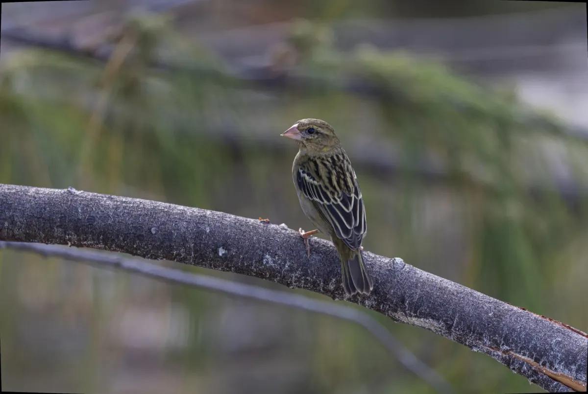 File:Foudia sechellarum - Rafael Würtemberger - 292456553.jpeg