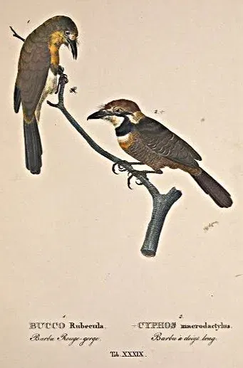 File:Nonnula rubecula Bucco macrodactylus.jpg