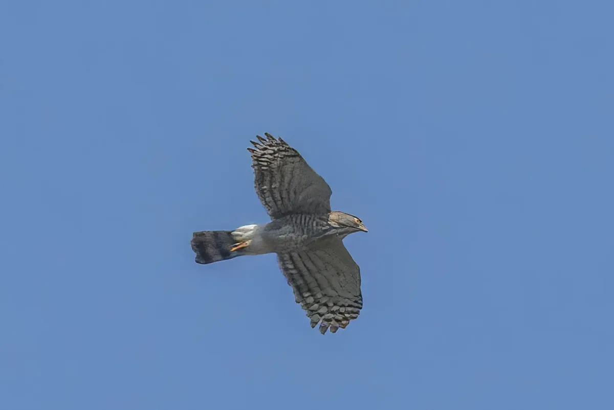 File:Crested goshawk (Lophospiza trivirgata formosae) in flight Qianshan.jpg