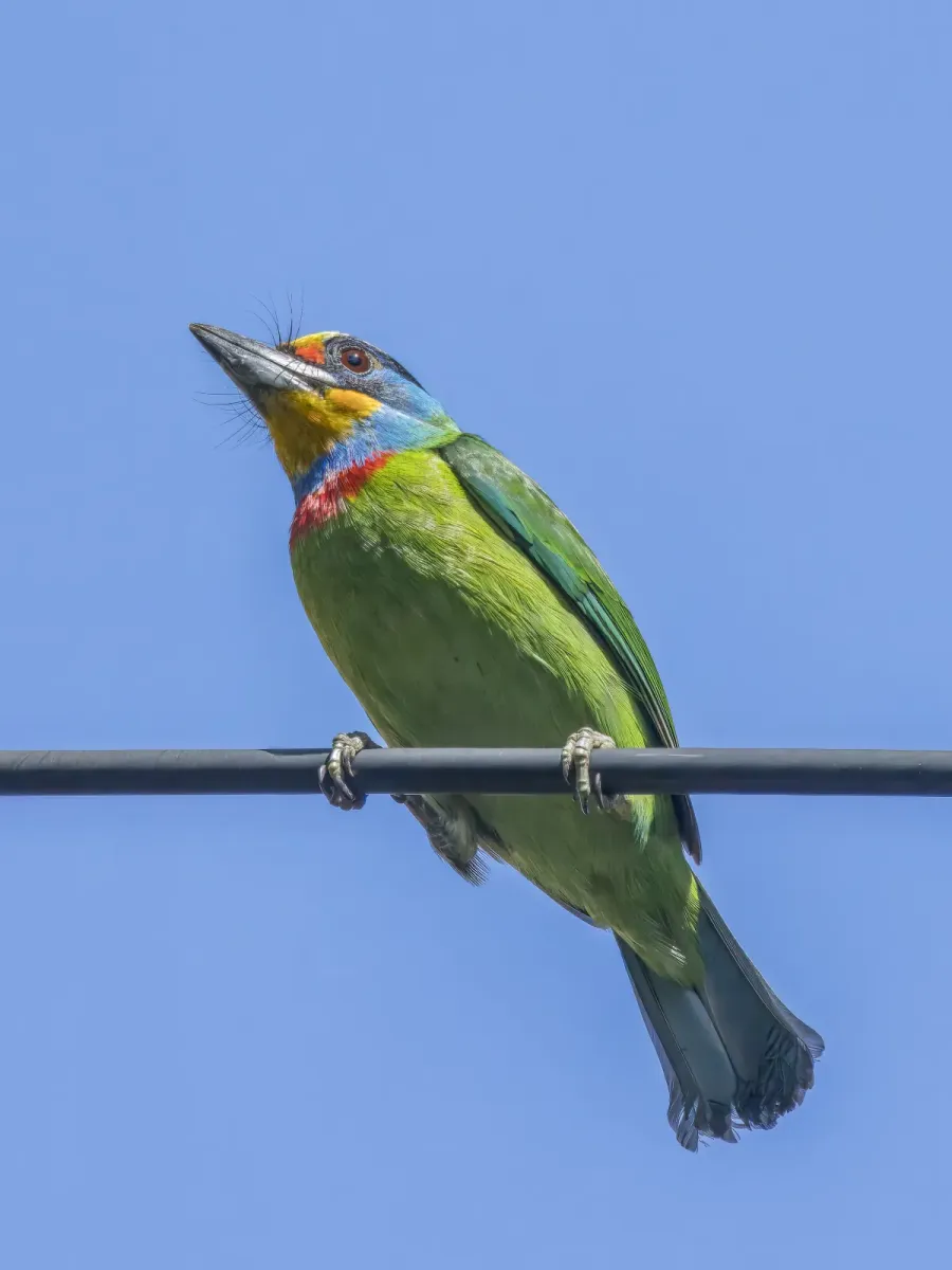 File:Taiwan barbet (Psilopogon nuchalis) Qianshan.jpg