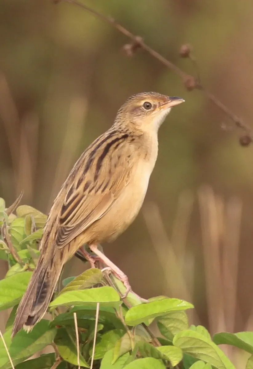 File:Bristled grassbird (Schoenicola striatus).jpg