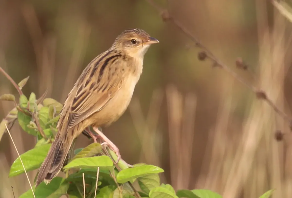 File:Bristled grassbird ,Schoenicola striatus.jpg