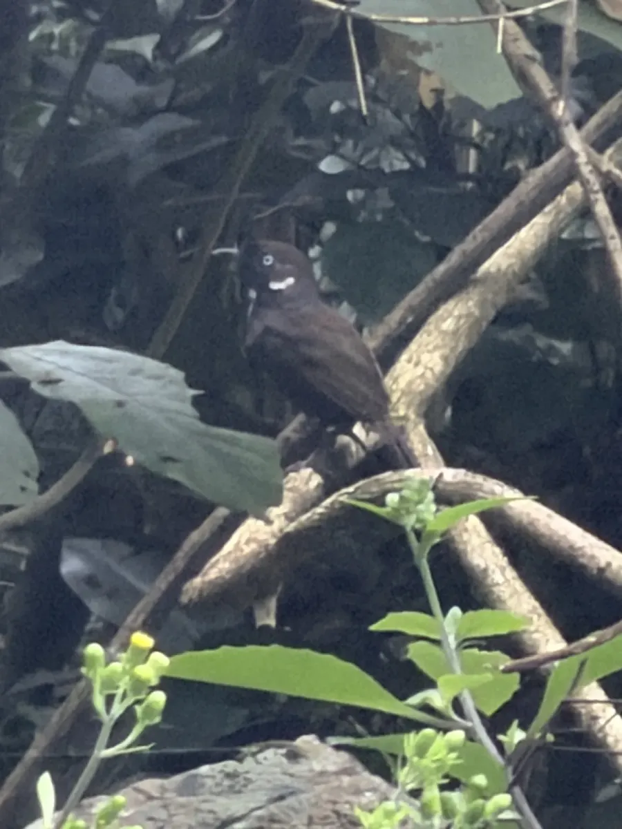 File:Stachyris nonggangensis - byronswift - 627084243.jpeg