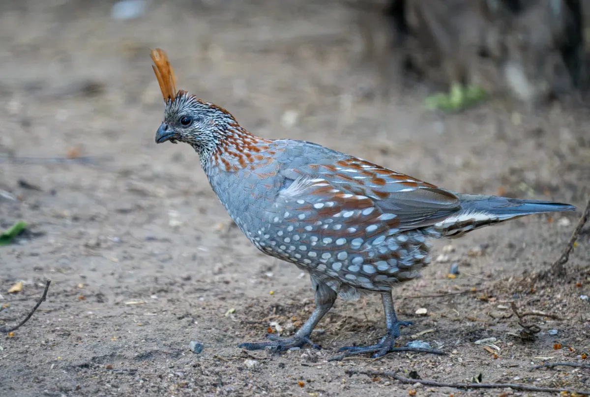 File:Callipepla douglasii - Forest Botial-Jarvis - 328444912.jpeg