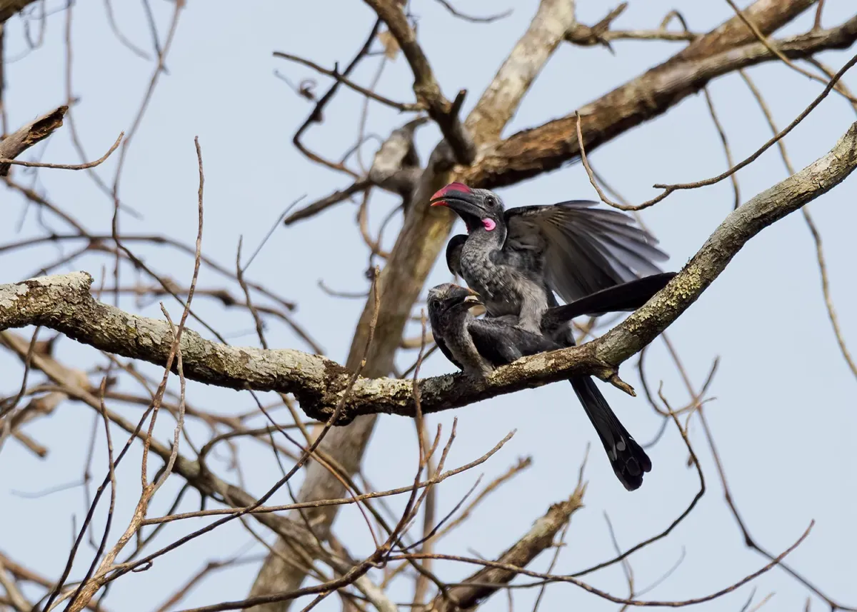 File:Horizocerus granti - Robin Fjellström - 270724099.jpeg