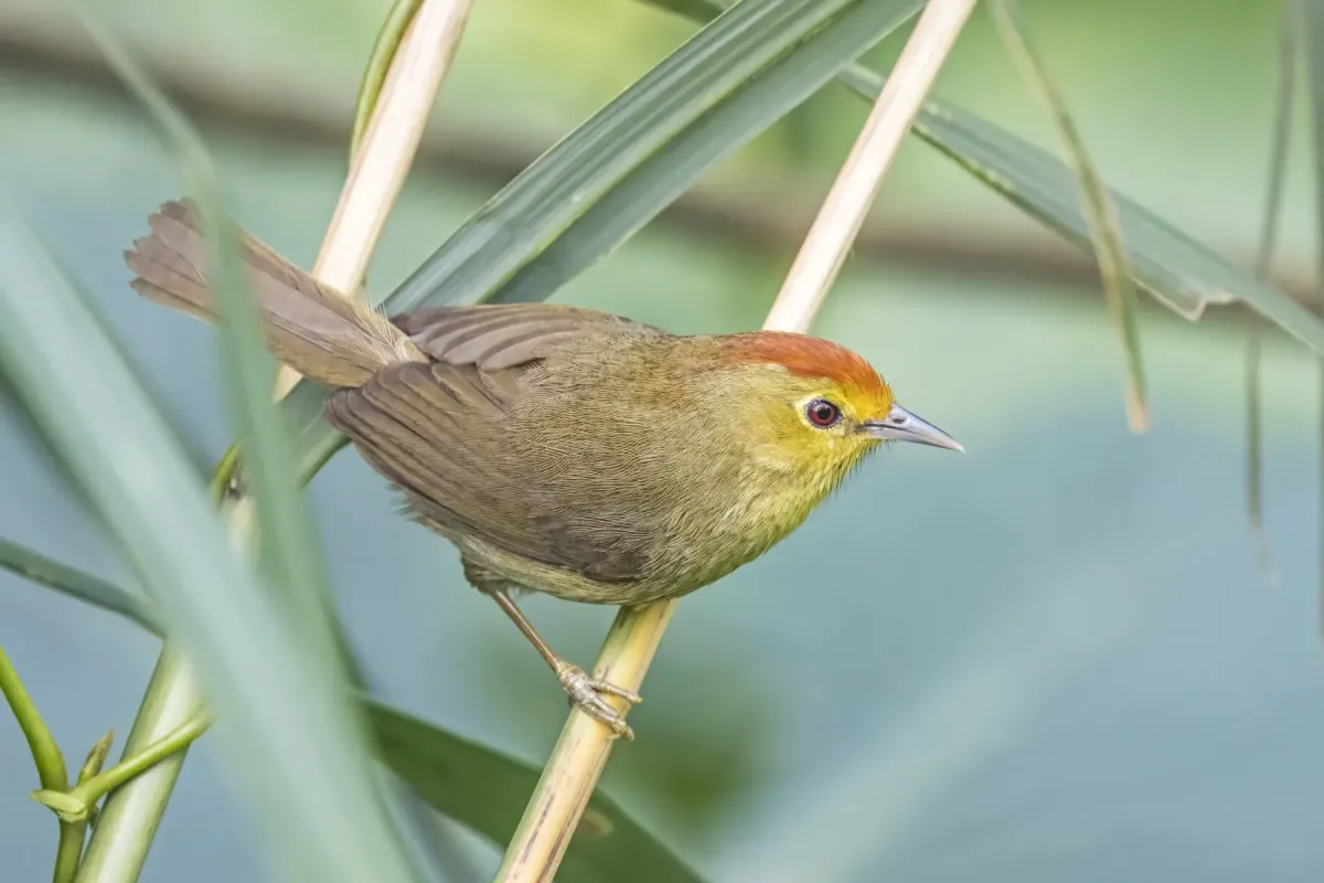 File:Rufous-capped babbler (Cyanoderma ruficeps praecognitum) Shuangyu.jpg