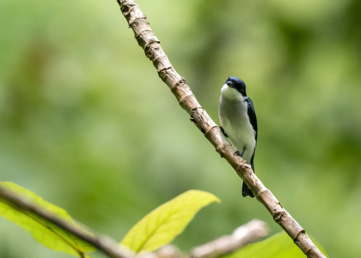 File:Hemipus hirundinaceus - Forest Botial-Jarvis - 627859991.jpeg