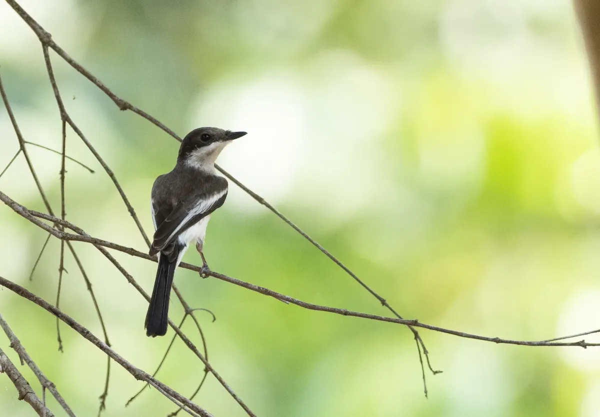 File:Hemipus picatus - Forest Botial-Jarvis - 184448876.jpeg