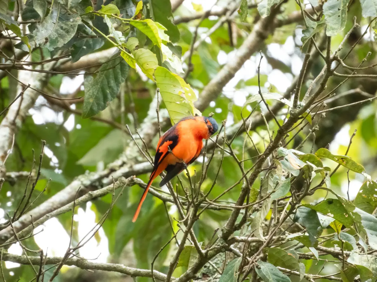 File:Pericrocotus miniatus - Jason Alexander - 600061727.jpeg