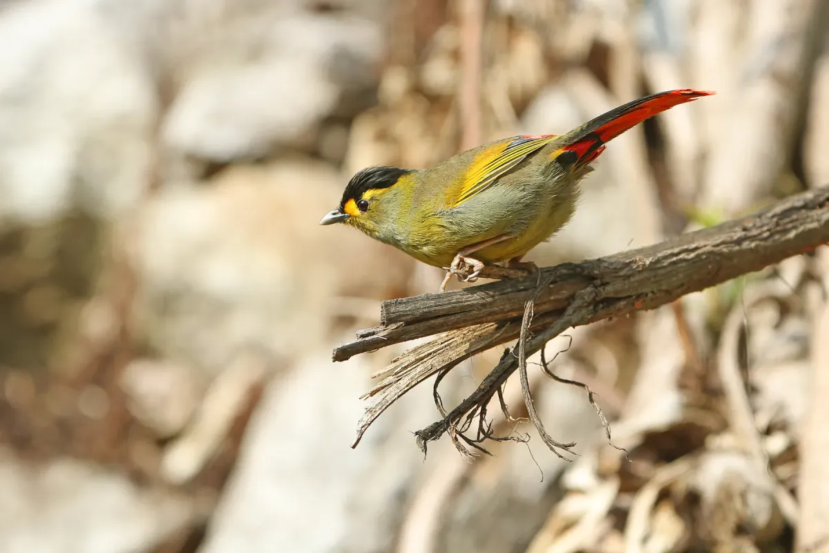 File:Liocichla bugunorum - James Eaton - 395650978.jpeg
