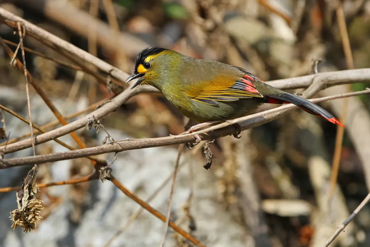 File:Liocichla bugunorum - James Eaton - 395650996.jpeg