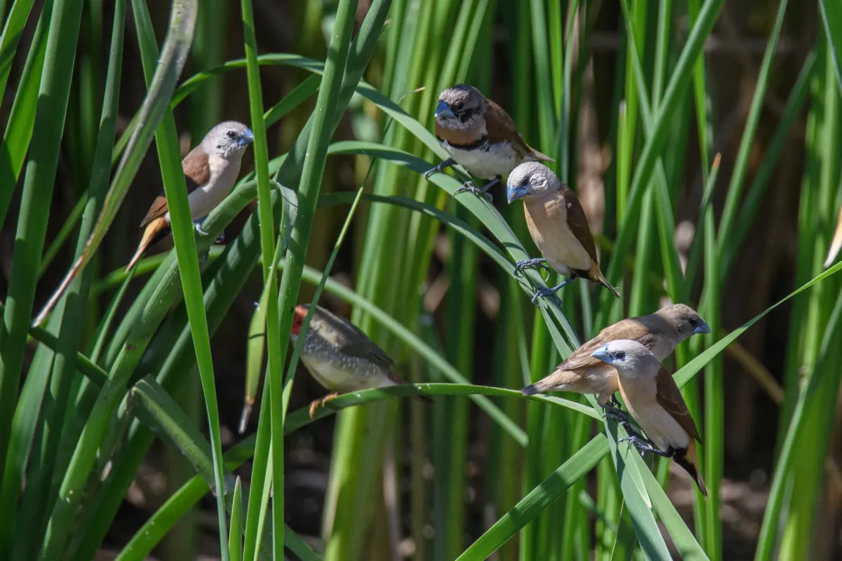 File:Lonchura flaviprymna 576284875.jpg