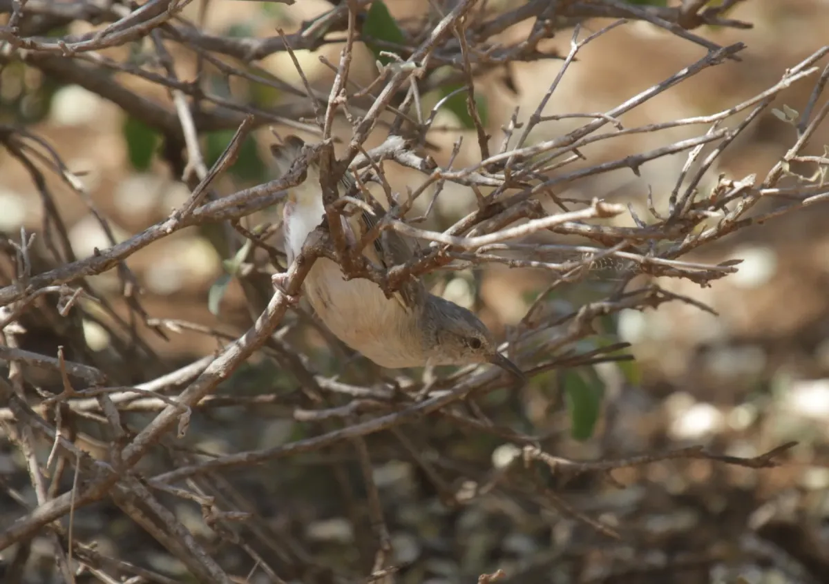 File:Sylvietta isabellina - Mikael Bauer - 28242813.jpeg