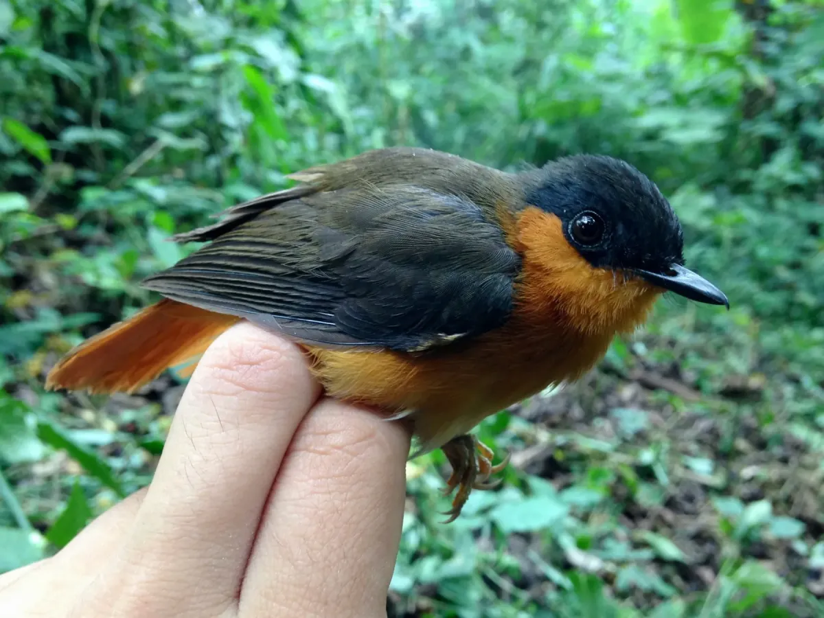 File:Sheppardia poensis - Oscar Johnson - 100046731.jpeg