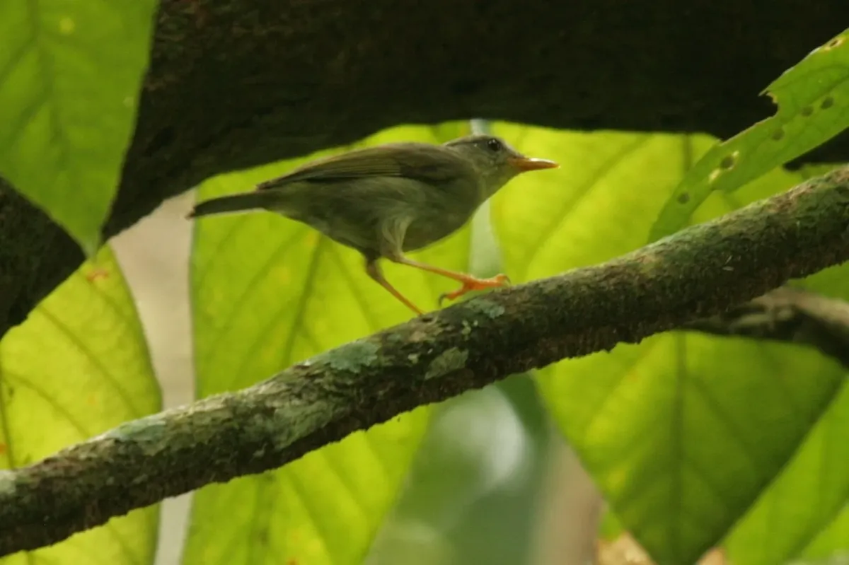 File:Phylloscopus misoriensis - Mikael Bauer - 109867884.jpeg