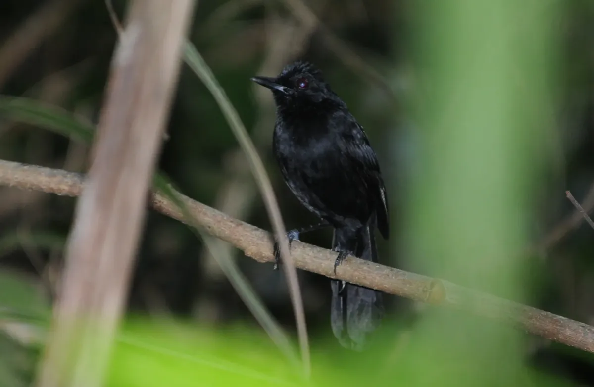 File:Pyriglena atra - rafael-ritter72 - 621012268.jpeg