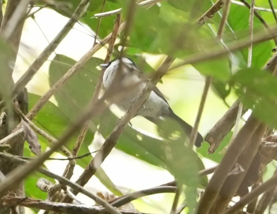 File:Symposiachrus verticalis verticalis - Elven Remérand - 628054490.jpeg