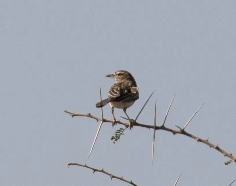 File:Calendulauda gilletti - avocat - 617995624.jpeg